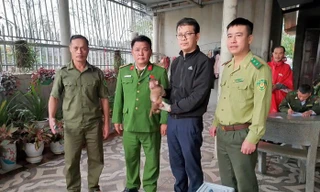 Hai cá thể khỉ quý hiếm bất ngờ xuất hiện giữa khu dân cư Quảng Trị 