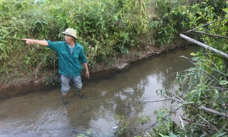Quảng Trị: Dân tố trại lợn lợi dụng mưa bão xả thải đầu nguồn nước sinh hoạt 