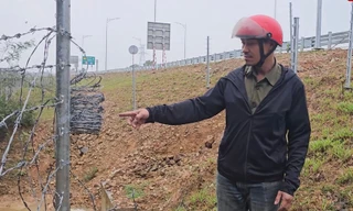 Dân ‘kêu oan’ trước cáo buộc tháo hàng rào để đàn bò lên đi dạo trên cao tốc Vạn Ninh – Cam Lộ 