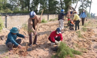 Cưỡng chế công trình, trồng lại 1.000 cây phi lao tại khu rừng ven biển bị xâm hại ở Quảng Trị 