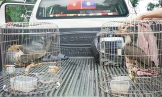 Người dân giao nộp 2 cá thể chim trời quý hiếm cho kiểm lâm Quảng Trị 