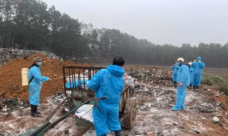 Thanh Hóa lập đội phản ứng nhanh xử lý dịch tả lợn Châu Phi