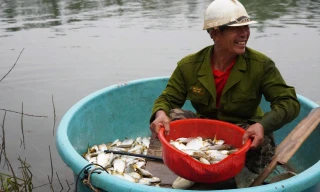 Mùa săn cá mòi dưới chân đập Rào Nan 