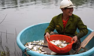 Mùa săn cá mòi dưới chân đập Rào Nan 