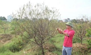 Hơn 38ha cây đào ở Thanh Hóa đồng loạt chết rũ