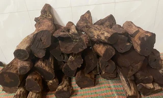 Quảng Trị: Dân đổ xô vào rừng ‘săn gỗ’ phong thuỷ bán 3 triệu đồng/kg 