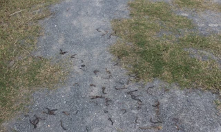 Thêm địa phương Quảng Trị xuất hiện giun trồi lên mặt đất hàng loạt rồi chết khô