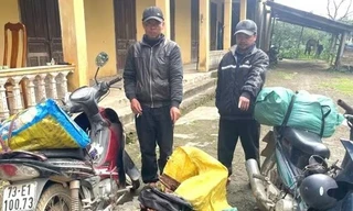 Bắt giữ vụ vận chuyển trái phép gỗ mán đỉa giữa ‘cơn sốt’ giá bất thường ở Quảng Trị