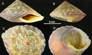 Phát hiện thêm loài mới và nhiều chim quý hiếm ở Quảng Trị 