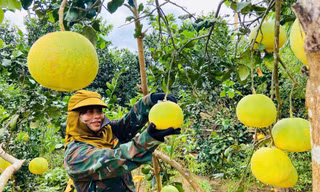Loại cây giúp người dân đổi đời trên mảnh đất gò đồi khô cằn ở Quảng Trị