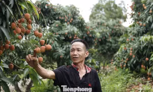 Cây vải thiều giúp nhiều người dân xã Phúc Hòa thoát nghèo bền vững, làm giàu.