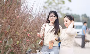 Khách hàng đến mua đào ở làng Cẩm Hoàng.