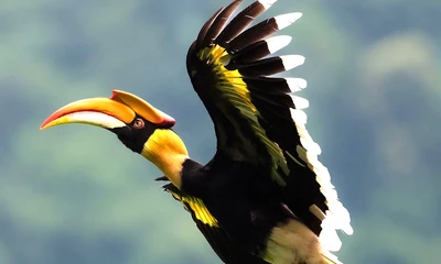 Chim Hồng Hoàng hiếm gặp liên tục bay vào nhà dân ở TPHCM