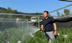 Chàng thanh niên phát triển loài cây bản địa, mở lối làm giàu trên quê hương