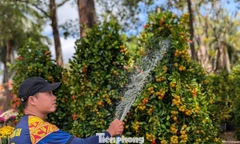 Quất, mai vùng lũ rũ bùn, vượt hàng trăm cây số bung nở giữa đất trời Buôn Ma Thuột