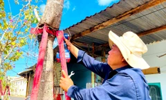 Tháo dỡ 170 cùm sắt 'bóp cổ' hàng cây hoa ban ở Gia Lai 