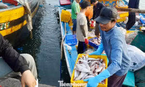 Tàu thuyền tôm cá đầy khoang nườm nượp cập cảng Phan Thiết ngày áp Tết