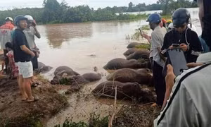 Đàn trâu chết nằm la liệt.