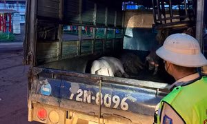 Phát hiện xe tải chở lợn nghi nhiễm dịch tả châu Phi 