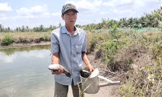 Cá chết hàng loạt nghi do nhiễm nước mặn từ san lấp dự án sân bay Cà Mau