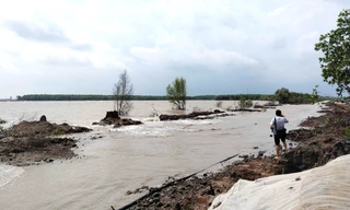 Cà Mau chi 26.800 tỷ đồng chống sạt lở