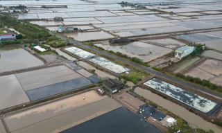 Diêm dân kêu trời vì mưa ập xuống bất ngờ cuốn sạch hàng trăm ha muối 