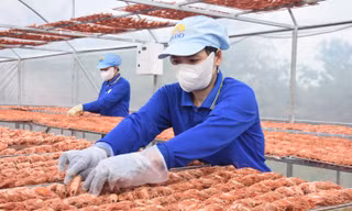 Giá tăng vù vù, đặc sản Cà Mau không có mà bán