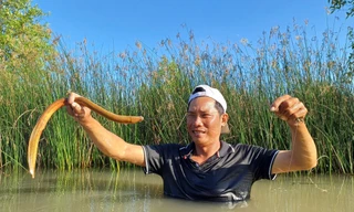 Tò mò nghề 'cắm câu bắt lịch' ở Cà Mau