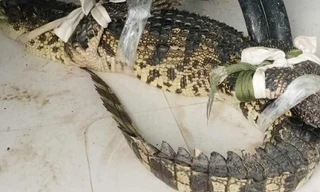 Người dân vây bắt cá sấu dài gần một mét tại khu đất hoang ở Cà Mau