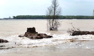 Những phận người 'chạy sóng' ở Trảng Tràm