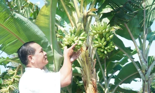 Độc lạ Cà Mau: Cây chuối 'sinh đôi' hai buồng