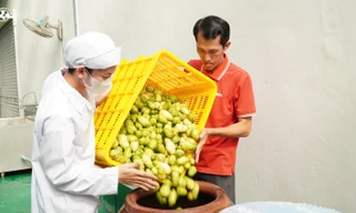 Bỏ việc lương cao về quê khởi nghiệp với trái nhàu