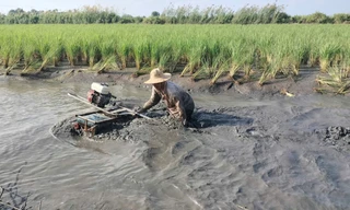 'Quậy bùn' bắt tôm càng xanh 