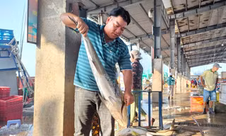 Với chuyến biển gần đây, anh Thái cho rằng cả sản lượng lẫn giá bán đều ở mức “tạm được”. Doanh thu mỗi chuyến khoảng 800 – 900 triệu đồng. Sau khi trừ chi phí, thu nhập chia cho bạn ghe, mỗi người cũng được khoảng trên dưới chục triệu đồng.
