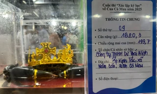 'Tân vương' cua Cà Mau nặng hơn 1,8kg