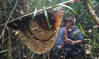 Du khách mê trải nghiệm ăn ong giữa rừng Cà Mau 