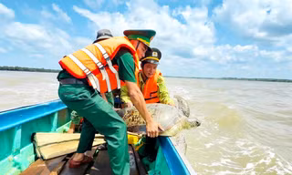 Cà Mau thả nhiều động vật quý hiếm trong sách đỏ về biển