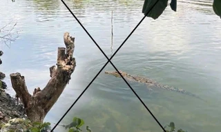 Tạo ảnh cá sấu hù em lại gây xôn xao địa phương