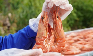 Tôm khô nguyên vỏ Cà Mau tiền triệu vẫn đắt hàng mùa Tết