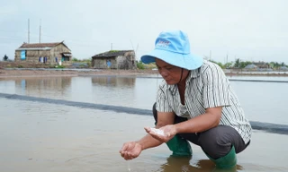 Mưa trái mùa xóa tan hơn 9.000 tấn muối ở Cà Mau, diêm dân xót xa