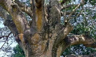 Cây xoài cổ hơn 340 năm tuổi ở Cà Mau trước nguy cơ sâu bệnh tấn công