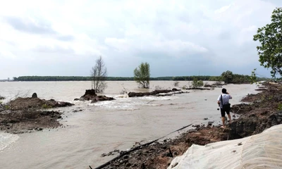 Cà Mau chi 26.800 tỷ đồng chống sạt lở