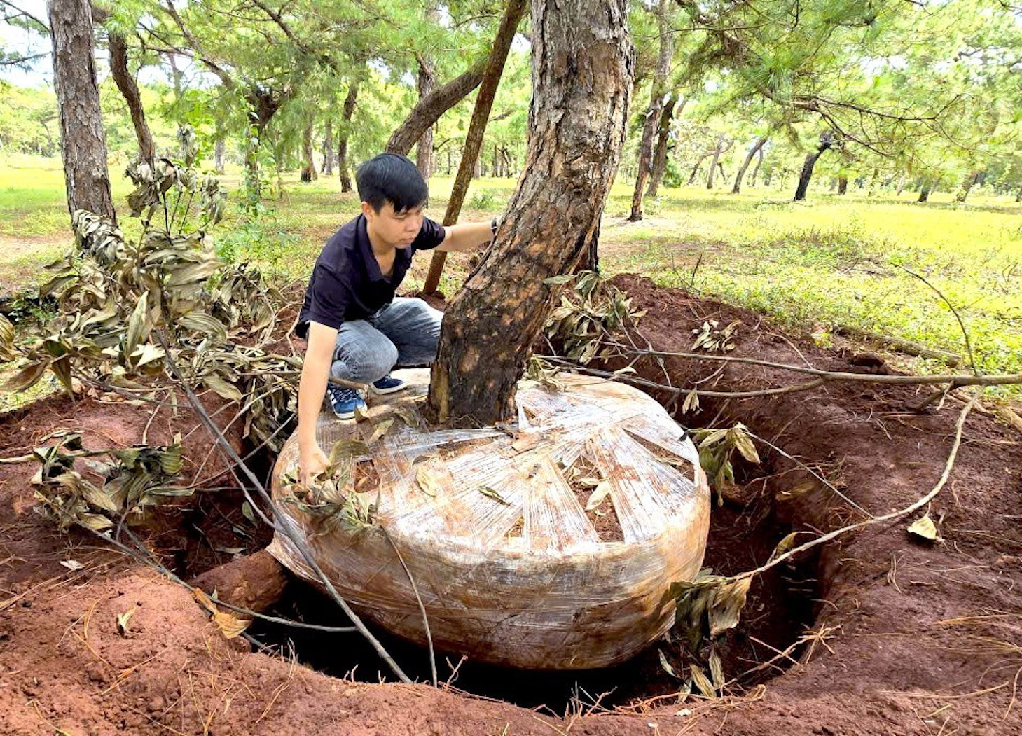Tỉnh Gia Lai yêu cầu cần có giải pháp bảo vệ rừng thông bonsai thường xuyên bị mất trộm | Báo điện tử Tiền Phong