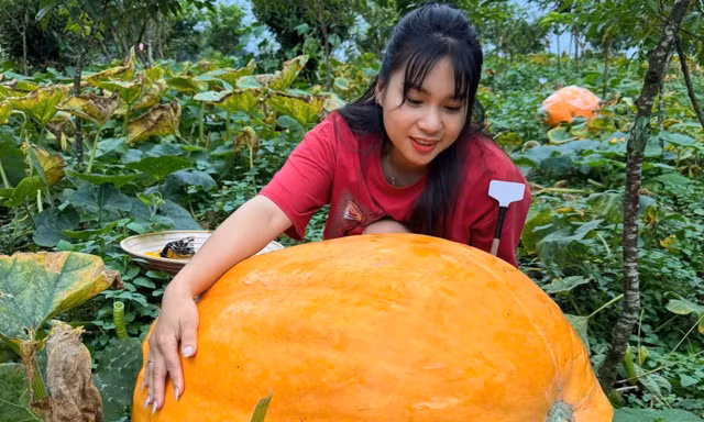 Tận thấy vườn bí ngô khổng lồ giáp Trung Quốc 