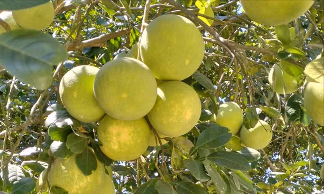 Huế vào mùa quả ngọt thanh, ruột giòn, hương thơm không nơi nào có 