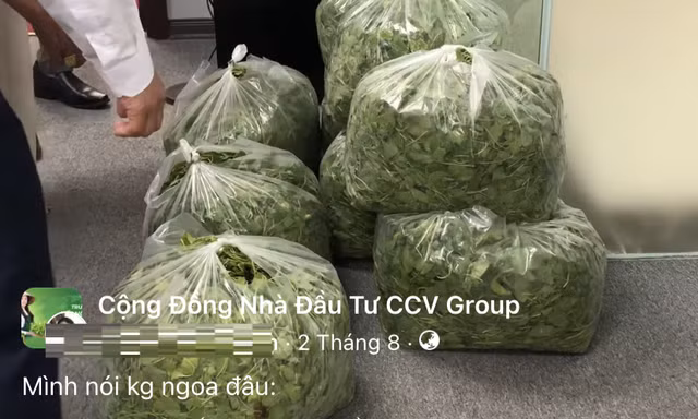 Vụ CCV Group: Từng giới thiệu 'cắt rau là ra tiền' lừa hàng trăm người 