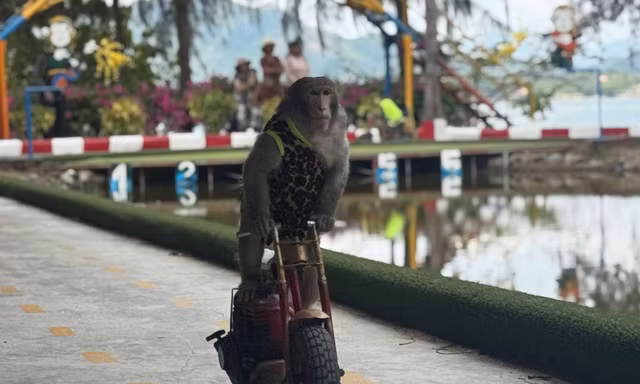 Mãn nhãn màn trình diễn xiếc mãn nhãn của các chú khỉ. 