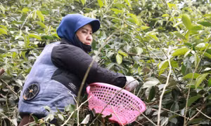  Thủ phủ nhót ở Hà Nội mất mùa, rớt giá
