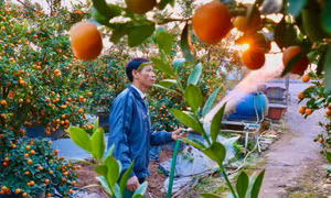 'Thủ phủ' quất, bưởi cảnh Văn Giang tất bật chuẩn bị vụ Tết 