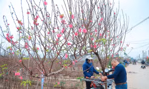 Người Hà Nội nhộn nhịp đi mua đào chơi Tết sớm